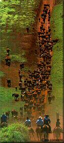 Photo - Cattle drive